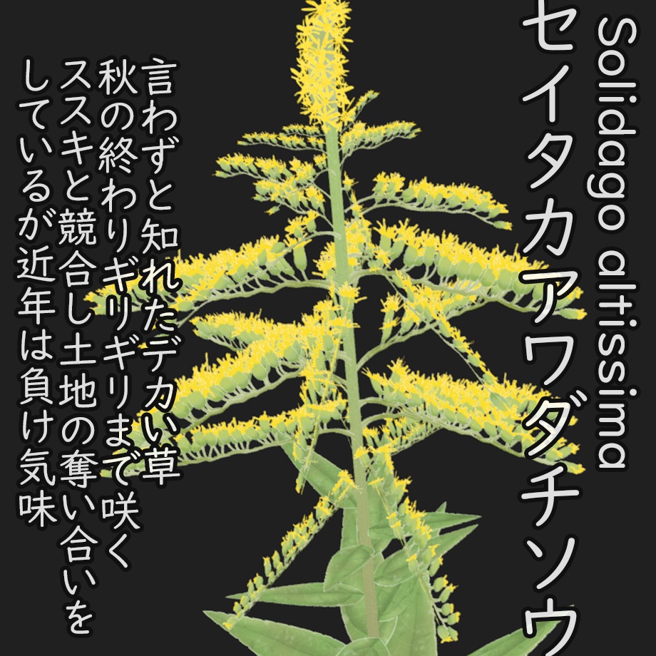 【3Dモデル】秋の雑草つめあわせ Sahkert's FallWildFlowers