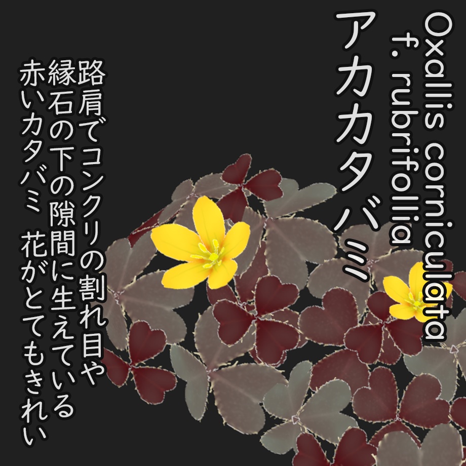 【3Dモデル】秋の雑草つめあわせ Sahkert's FallWildFlowers