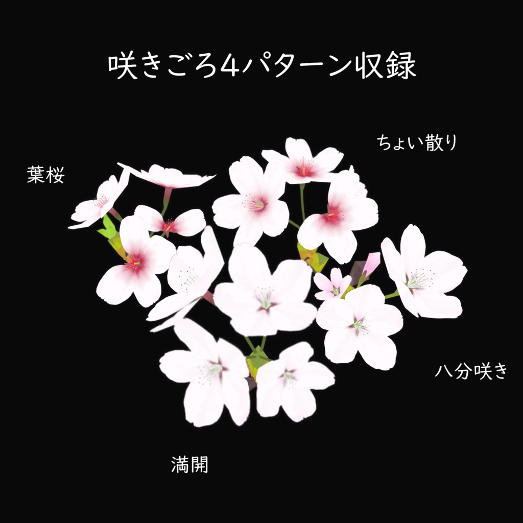 【3Dモデル】桜の花/Cherry Blossom