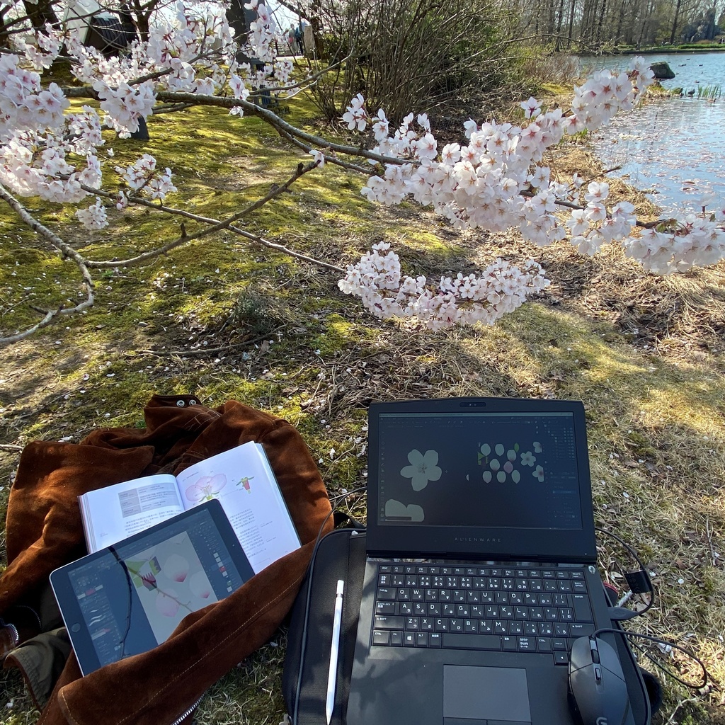 【3Dモデル】桜の花/Cherry Blossom