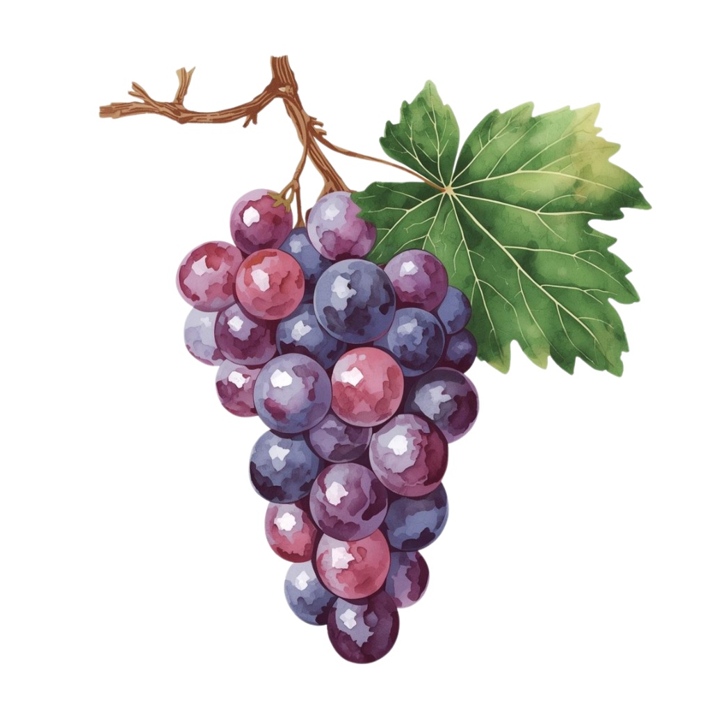 【古い図鑑風シリーズ】水彩フルーツクリップアート10点セット(PNG背景)