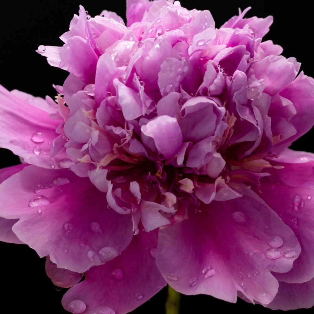 E-ferry_SummerPackage2023