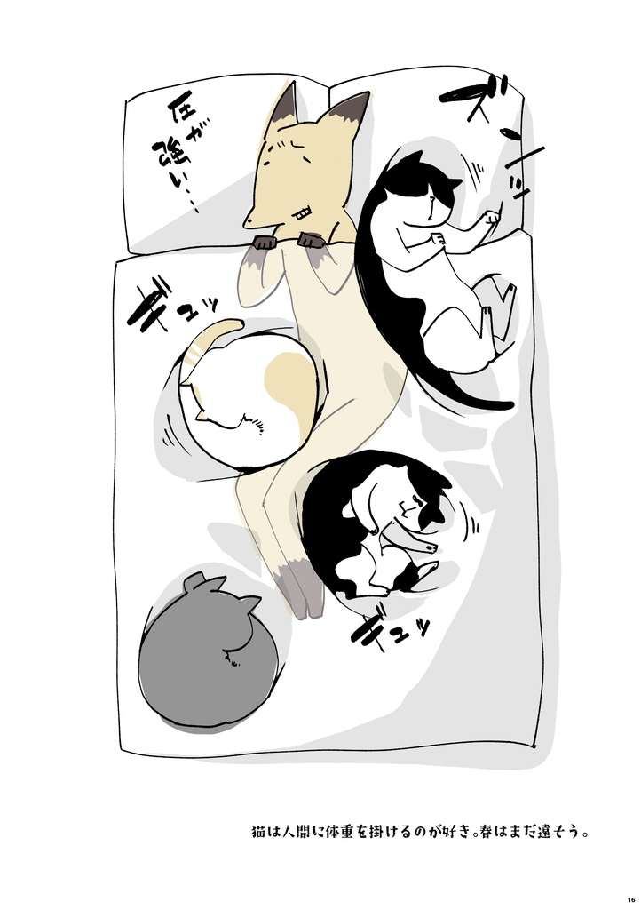 猫ポジ 春夏編