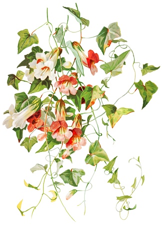 PNG画像：かずらの花アンティークイラスト