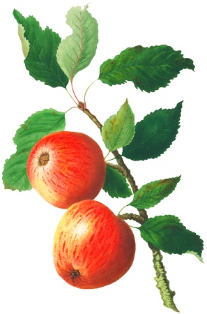 Png画像 りんご アップル アンティークイラスト アンティーク レトロ イラスト画像素材 Booth