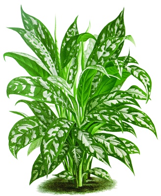 PNG画像：観葉植物アンティークイラスト