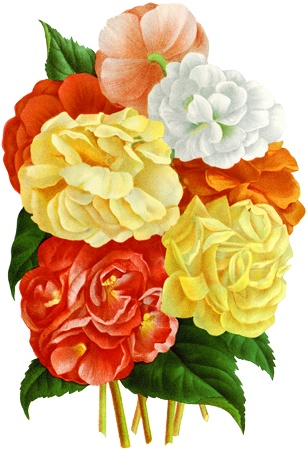 PNG画像：ベゴニアの花アンティークイラスト