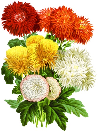 Png画像 菊の花アンティークイラスト アンティーク レトロ イラスト画像素材 Booth