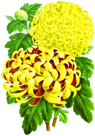 PNG画像：黄菊の花アンティークイラスト