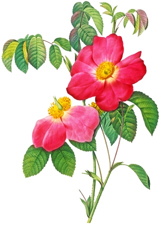 PNG画像：赤薔薇（ローズ）アンティークイラスト