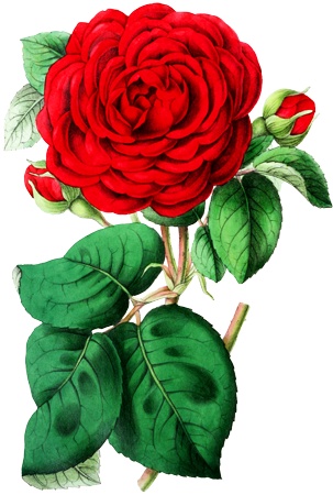 PNG画像：赤薔薇（ローズ）アンティークイラスト