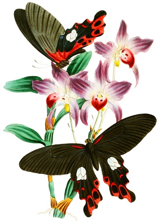 PNG画像：蘭と蝶アンティークイラスト