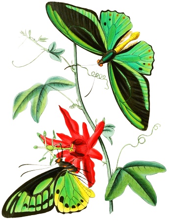 PNG画像：花と蝶アンティークイラスト