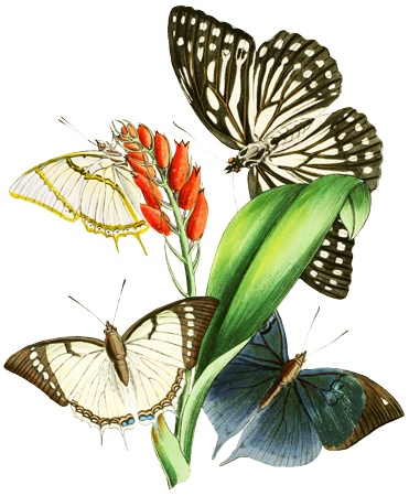 PNG画像：花と蝶アンティークイラスト