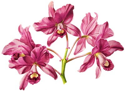 Png画像 蘭の花 アンティークイラスト アンティーク レトロ画像素材 Booth