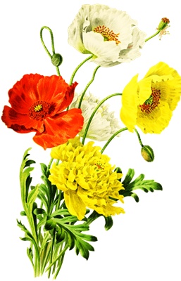 Png画像 ケシの花 ポピー アンティークイラスト アンティーク レトロ画像素材 Booth
