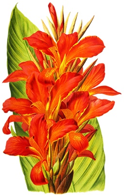 PNG画像：カンナの花 アンティークイラスト