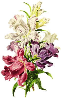 PNG画像：白と紫の草花 アンティークイラスト