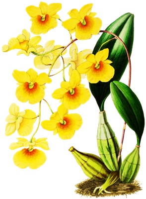 Png画像 黄色い胡蝶蘭 アンティークイラスト アンティーク レトロ イラスト画像素材 Booth
