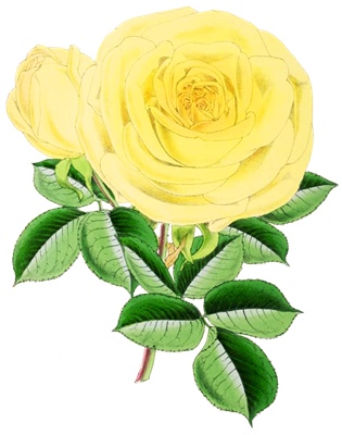 PNG画像:紅色と黄色のバラ(ローズ)アンティークイラスト