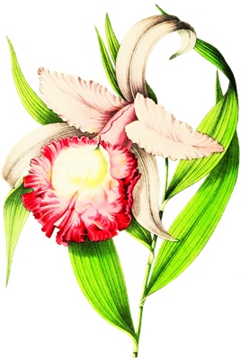 PNG画像：蘭の花 アンティークイラスト