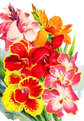 PNG画像：グラジオラスの花 アンティークイラスト