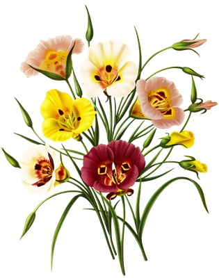 PNG画像：西洋桔梗の花 アンティークイラスト