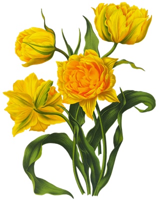 PNG画像：八重咲チューリップ黄色 アンティークイラスト