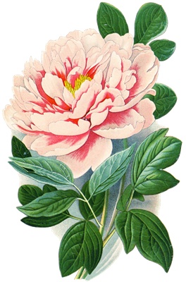 Png画像 牡丹の花アンティークイラスト アンティーク レトロ イラスト画像素材 Booth