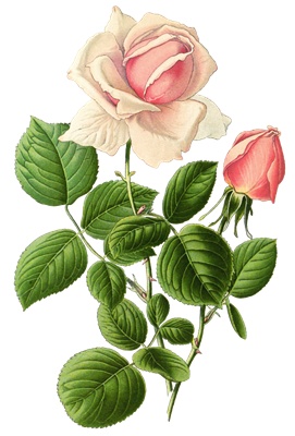 PNG画像：ピンクの薔薇（ローズ）アンティークイラスト