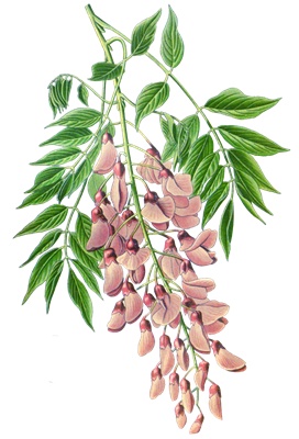 PNG画像：藤の花（ウィステリア）アンティークイラスト