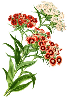PNG画像：ナデシコの花アンティークイラスト