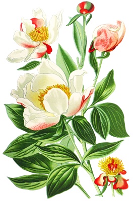PNG画像：マグノリアの花アンティークイラスト