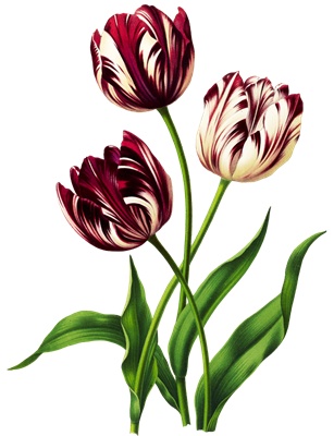 PNG画像：チューリップの花アンティークイラスト