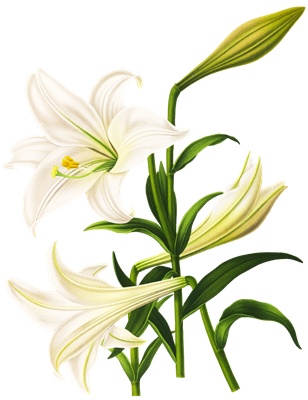 PNG画像：テッポウユリの花アンティークイラスト