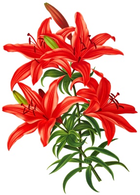 PNG画像：赤いスカシユリの花アンティークイラスト