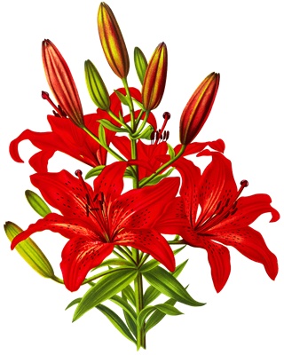 PNG画像：赤いスカシユリの花アンティークイラスト