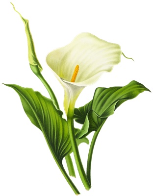 PNG画像：カラーの花アンティークイラスト