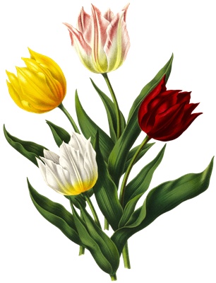PNG画像：チューリップの花アンティークイラスト