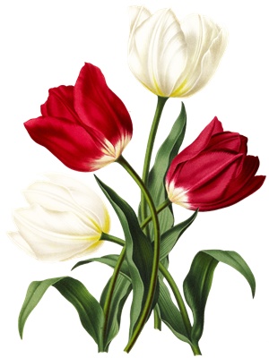 PNG画像：紅白チューリップの花アンティークイラスト