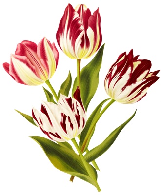 PNG画像：紅白縞チューリップの花アンティークイラスト
