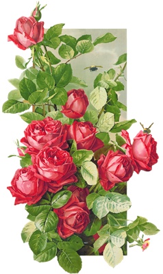PNG画像：赤い薔薇と蜂アンティークイラスト