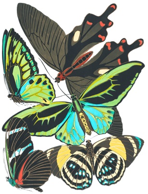 PNG画像：蝶（バタフライ）アンティークイラスト