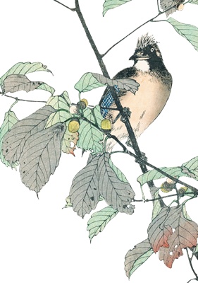 PNG画像：樫の実と小鳥 アンティークイラスト