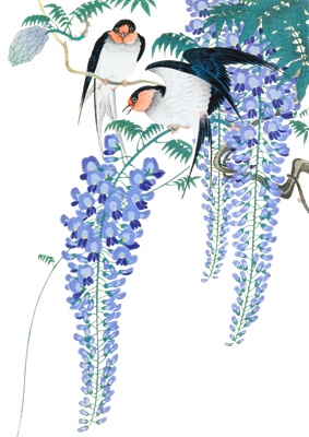 PNG画像：藤の花と燕 アンティークイラスト