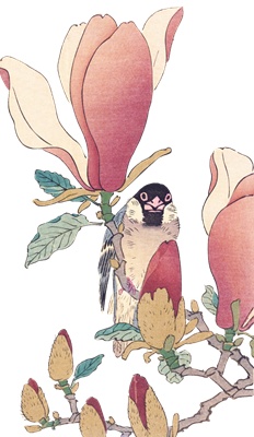 PNG画像：木蓮と文鳥 アンティークイラスト