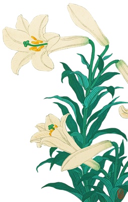 PNG画像：テッポウユリの花 アンティークイラスト