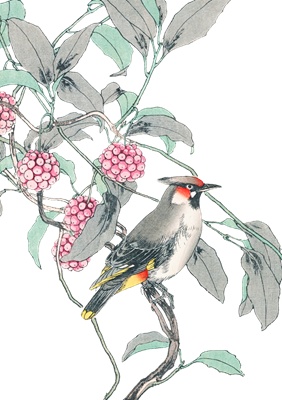 PNG画像：赤い実と小鳥 アンティークイラスト