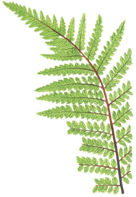 PNG画像:シダの葉アンティークイラスト素材 3枚セット