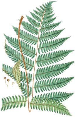 PNG画像:シダの葉アンティークイラスト素材 3枚セット